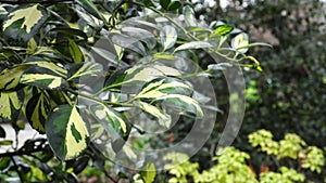Evergreen shrub Elaeagnus pungens maculata. Green yellow bright colorful foliage