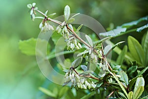 Evergreen shrub with flowers - Viburnum rhytidophyllum or the leatherleaf viburnum.