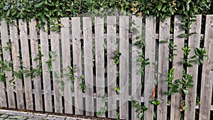An evergreen shrub in front of a fence of light wood planks will