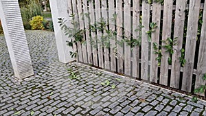 An evergreen shrub in front of a fence of light wood planks will