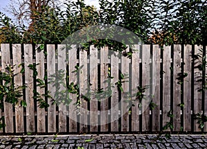 An evergreen shrub in front of a fence of light wood planks will improve