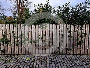 An evergreen shrub in front of a fence of light wood planks will improve