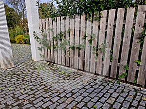 An evergreen shrub in front of a fence of light wood planks will improve
