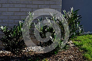 An evergreen shrub in front of a light wood wire fence will improve the