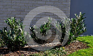 An evergreen shrub in front of a light wood wire fence will improve the