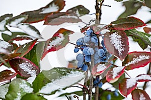 Evergreen shrub Mahonia aquifolium (Oregon-grape or Oregon grape), blue fruits and green and red leaves in winter covered by snow