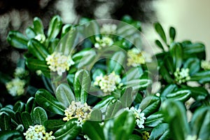 Evergreen shrub plant Pittosporum tobira, Japanese cheesewood branches with leaves on blurred background.