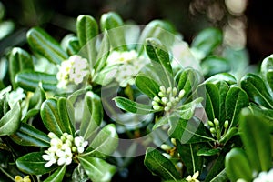 Evergreen shrub plant Pittosporum tobira, Japanese cheesewood branches with leaves on blurred background.