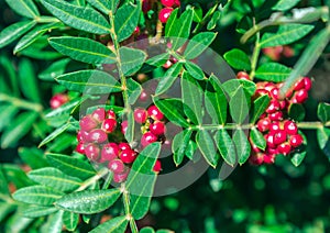 Evergreen shrub with red berries. Pistacia lentiscus. photo