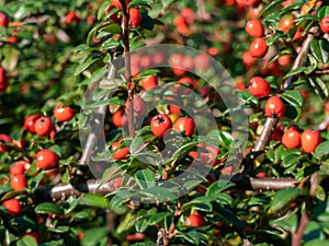 Evergreen shrub with small, glossy, dark green leaves and bright red fruits of bearberry cotoneaster Cotoneaster dammeri photo