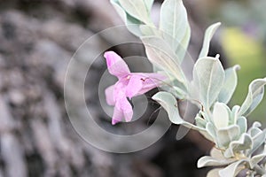 Evergreen shrub Texas Ranger or wild lilac (Leucophyllum frutescens) close-up, Egypt, Sharm El Sheikh