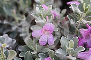 Evergreen shrub Texas Ranger or wild lilac (Leucophyllum frutescens) close-up, Egypt, Sharm El Sheikh