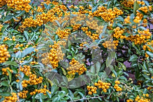 Evergreen shrub with yellow berries