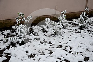 evergreen shrubs often do not tolerate deep frosts.