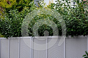 Evergreen shrubs overgrow the metal fence. is a beautiful example of urban industrial fencing of residential buildings and compani photo