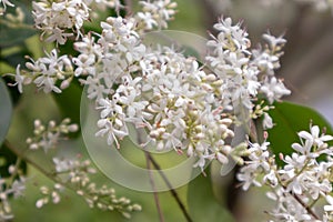 Ligustrum flower-Ligustrum lucidum photo