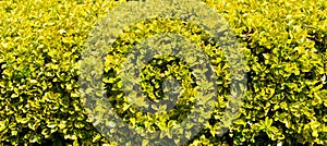 Evergreen spindle background. Golden Japanese Euonymus photo