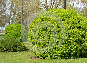 Evergreen spindle or japanese spindle or euonymus japonicus globe form pruned plants