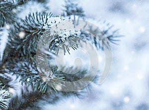 Evergreen Spruce Branch with Snow