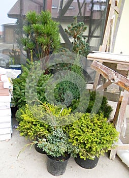 Evergreen spruce, thuja, junipers in pots ready for planting in the garden for landscape design.