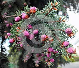 Evergreen spruce tree in Moscow in spring