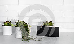 Evergreen succulents in small flower pots against white brick wall. Wooden frame