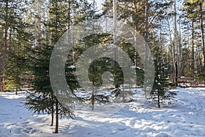 Evergreen tall and fresh pine forest with snow in winter