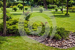 Evergreen thuja bush with bark tree mulching in park with green lawn and trees. photo