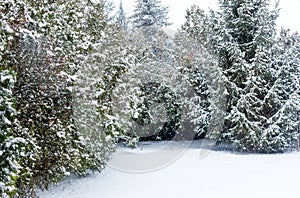 Evergreen thuja, spruce and whole house yard covered with fluffy white snow. It snowing on winter day