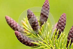 Evergreen tiny pine cones