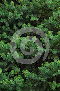 Evergreen Tree