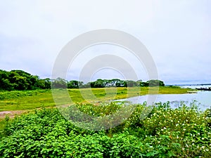 Evergreen Tree Bank Of River.