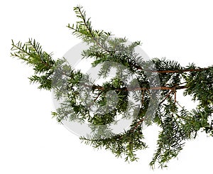 Evergreen tree branch isolated on white background