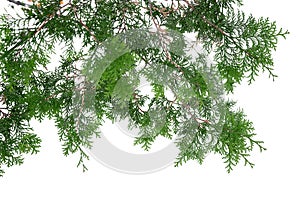 Evergreen tree branch isolated on white background