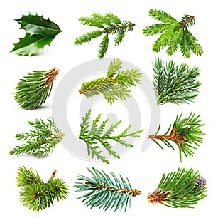 Evergreen tree branch set