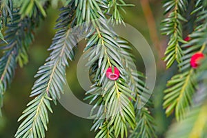 Evergreen tree close up. Yew tree. Green natural pattern. Taxus baccata.