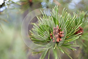 Evergreen Tree in Colorado