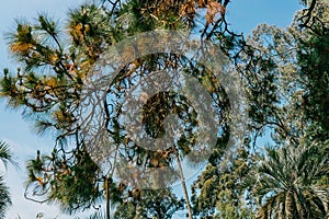 Evergreen tree crown with pinecones.