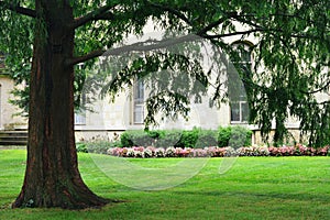 Evergreen Tree Framing Begonias