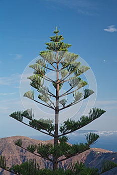 Evergreen tree on Imerovigli Santorini Island greece photo