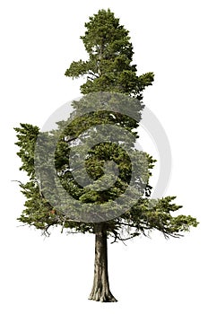 Cut out pine tree. Spruce isolated photo