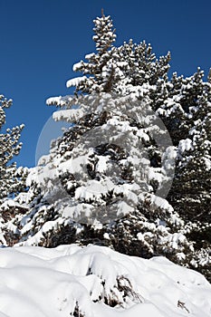 Evergreen Tree with Snow on Boughs