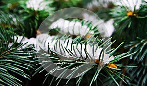 Evergreen tree with snow