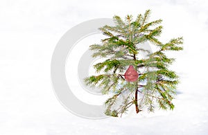 Evergreen tree in snow with Holiday ornament