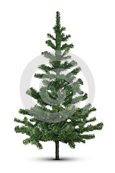 Evergreen tree on white