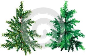 Evergreen tree on a white background