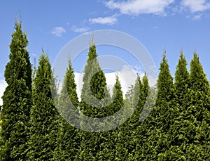 Evergreen trees