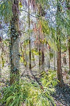 Evergreen trees in Arboretum Tesarske Mlynany, Slovakia