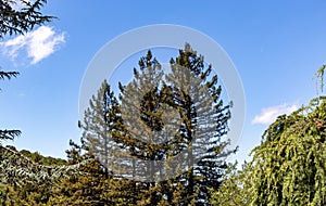 Three evergreen trees hemmed in by nonspecific bush with the backdrop of a blue sky. photo