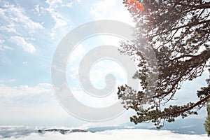 Evergreen trees and beautiful mountains with clouds